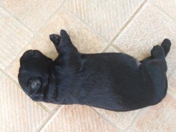 Shadow, Labrador