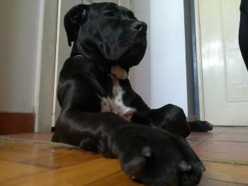 Kira, Cane Corso