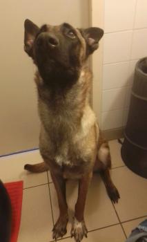Pakita, Malinois Shepherd Dog