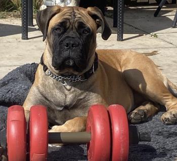Nell, Bullmastiff