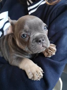 Blue, Bouledogue francese