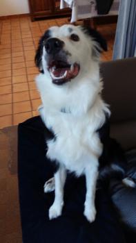 Perle, Border Collie