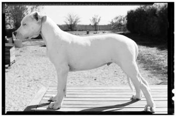 Ragnar, Dogo Argentino