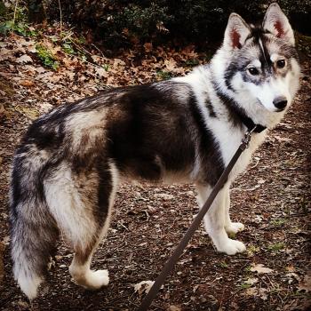 Peype, Husky Siberiano