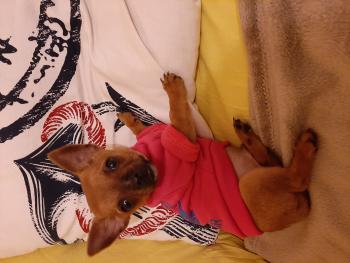 Pikachu, Chihuahua