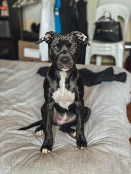 Ruby, American Staff