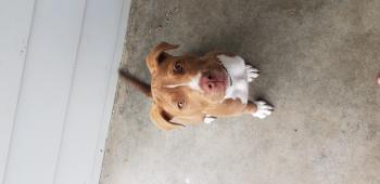 Nitro, Staffordshire Bull Terrier