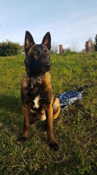 PONCHO, Berger Malinois