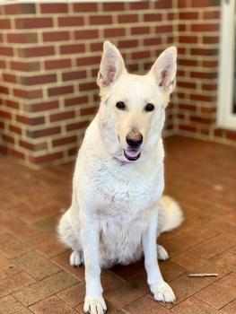 Sky Davis, Berger Blanc Suisse