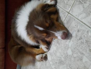 Woody, Australian Shepherd
