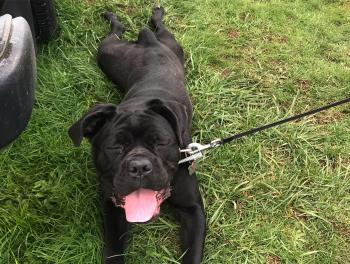 Kirra, Cane Corso