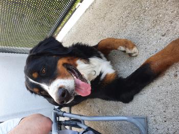 Loki, Boyero De Berna