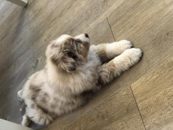 Ryo, Pastor Australiano