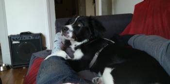 Païko, Border Collie