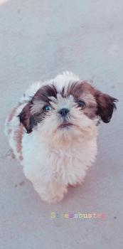 Sonaa, Shih Tzu
