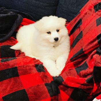 Nimbus, Samoyedo