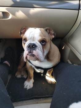 Buffy, Bulldog