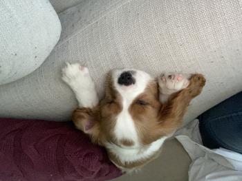 Guildford, Cavalier King Charles Spaniel