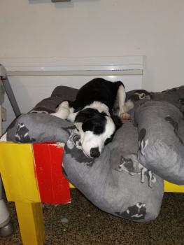 Dingo, Border Collie