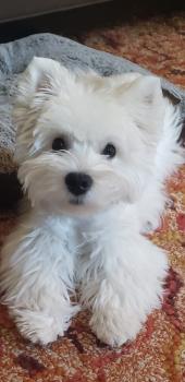 Lucia, West highland white terrier