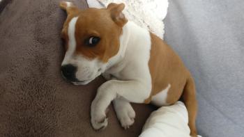 Pancake, Staffordshire Bull Terrier