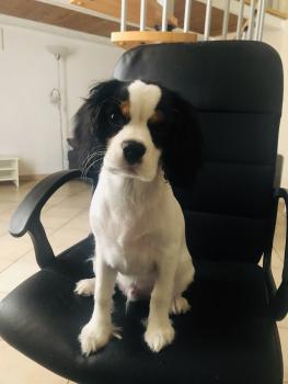 Linneo, Cavalier King Charles Spaniel