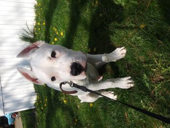 Hercules, Dogo Argentino