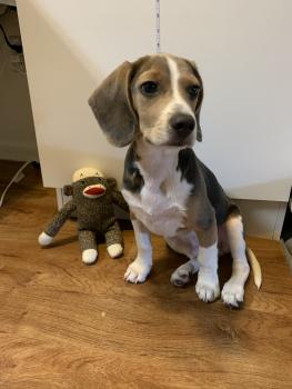 Gosu, Beagle