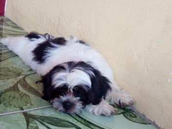 Oreo, Shih Tzu