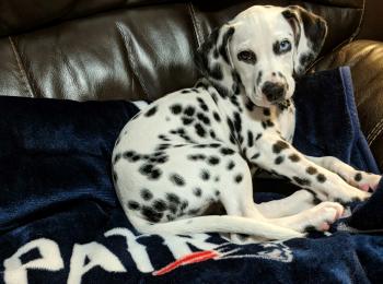 Puppy growth chart Ember, Dalmatian, Female