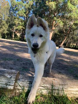 ASPEN, Weißer Schweizer Schäferhund