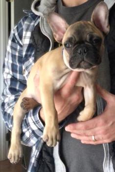 Oakey, Bulldog Francés