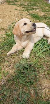 Roméo, Labrador Retriever