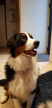 Plume, Pastor Australiano