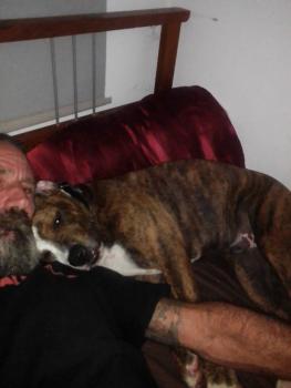Lemmy, Bulldog americano