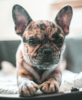 Zoe, Bouledogue francese