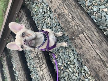 solo, Bouledogue Français