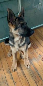 Ramsès, Perro Pastor Alemán