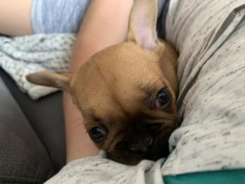 Wilson, Bouledogue francese