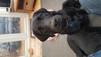 Finnan, Labrador Retriever
