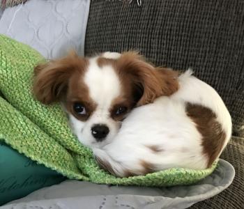 Brady, Cavalier King Charles spaniel