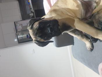 Marvi, Bullmastiff