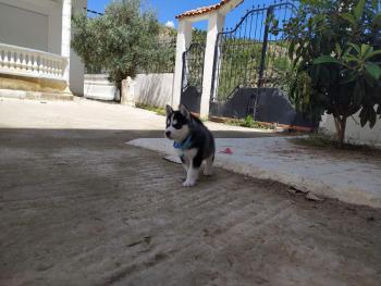 Drogo, Husky Siberiano