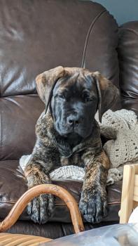 Max, English Mastiff