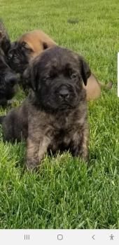 Sarge, Mastín Inglés O Mastiff