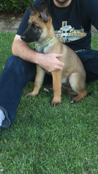 Diesel Kerby, Pastor Belga Malinois