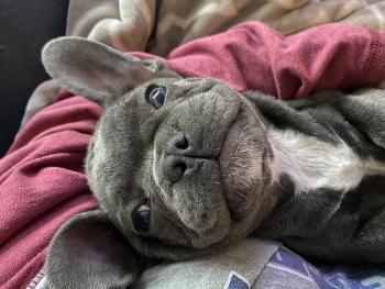 Luna, Bulldog Francés