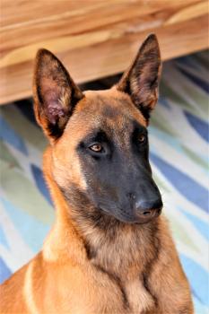 Jenna, Pastor Belga Malinois