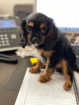 Westley, Cavalier King Charles spaniel