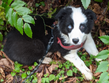 Oreo, Pastor Australiano